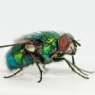 Green Bottle Fly